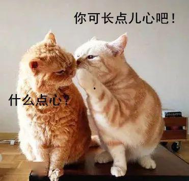 娱乐吃瓜酱小猫吵架,揭秘背后真相