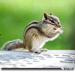 娱乐吃瓜小松鼠小说,小松鼠的吃瓜日常