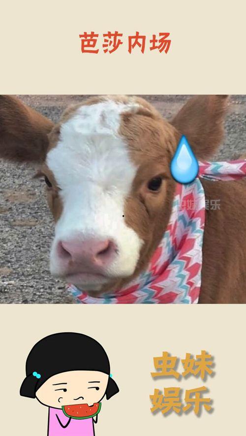 娱乐吃瓜酱小动物视频下载